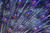 Sea of eyes represented by peacock feathers